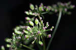 Stiff cowbane